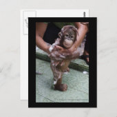 OFIオランウタンオーファン救出ベビージャカート ポストカード (正面/裏面)