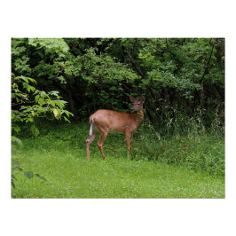 Ohシカ! ポスター