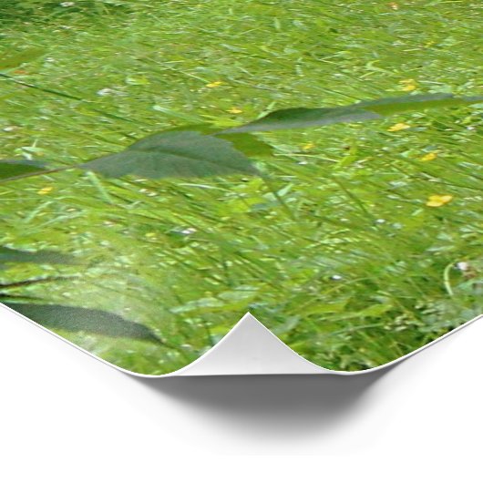 Ohシカ! ポスター (コーナー)