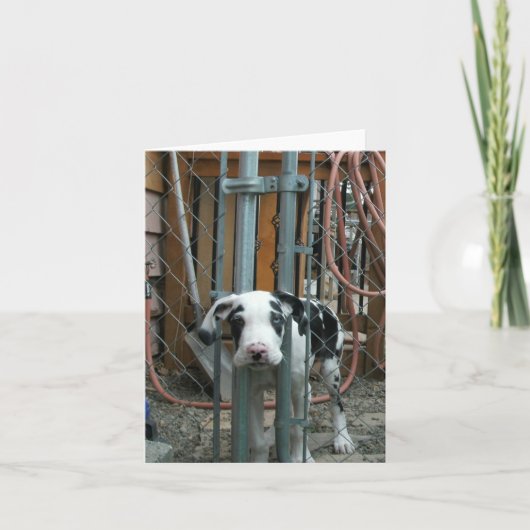 "Oh現金!" グレートデーンの子犬 カード (正面)