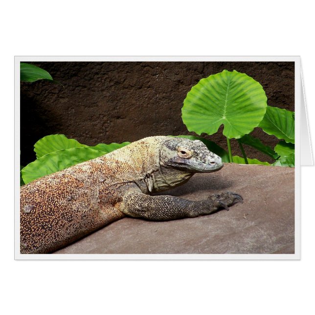 "Oh…それはKomodoではないです! " (正面横)