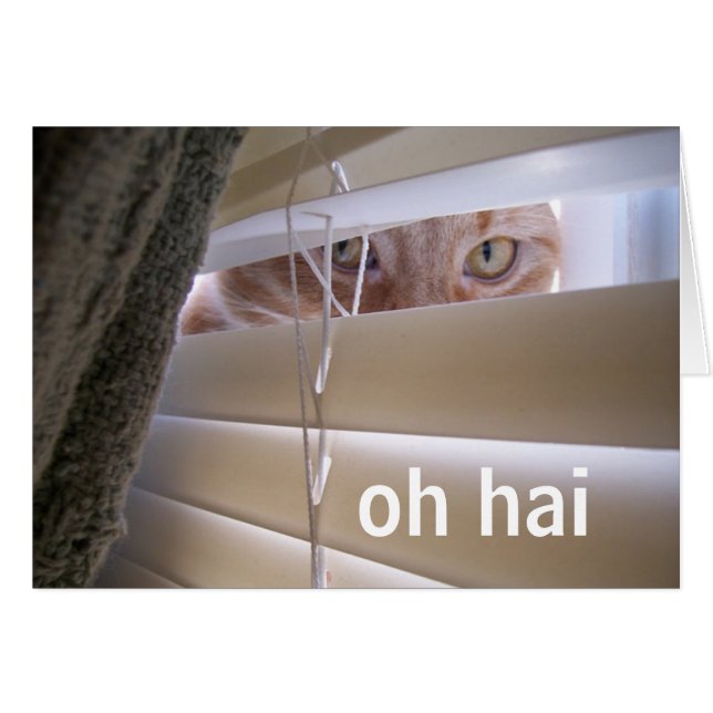 Oh Hai -- Cat in the Window (正面横)