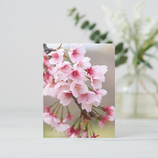 Oh-kanzakura: Cherry Blossoms ポストカード (スタンド正面)