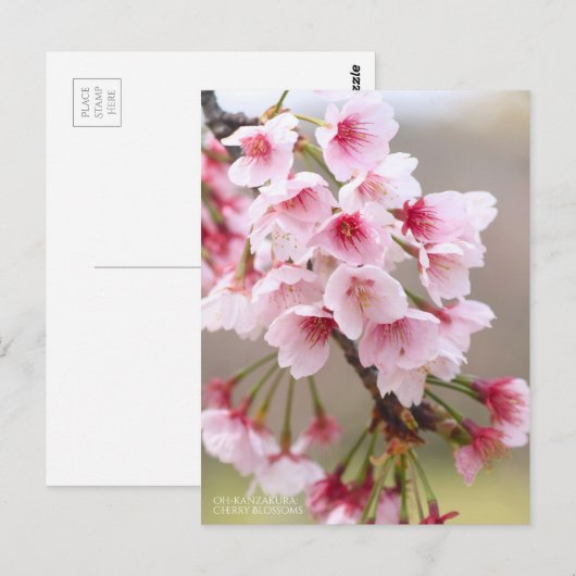 Oh-kanzakura: Cherry Blossoms ポストカード (正面/裏面)