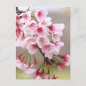Oh-kanzakura: Cherry Blossoms ポストカード (正面)