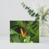 Oiseau-de-Paradis – マルティニーク， FWI ポストカード (スタンド正面)