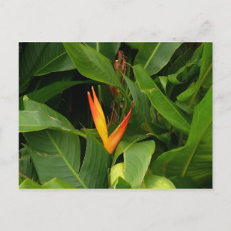 Oiseau-de-Paradis – マルティニーク， FWI ポストカード