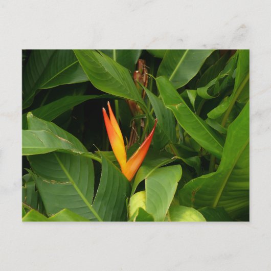 Oiseau-de-Paradis – マルティニーク， FWI ポストカード (正面)