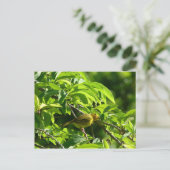 Oiseau Jaune - Martinique, FWI ポストカード (スタンド正面)