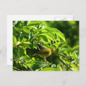 Oiseau Jaune - Martinique, FWI ポストカード (正面/裏面)