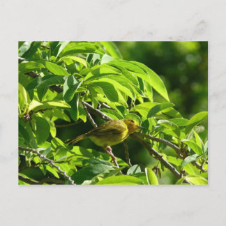 Oiseau Jaune - Martinique, FWI ポストカード