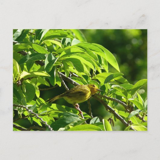 Oiseau Jaune - Martinique, FWI ポストカード (正面)