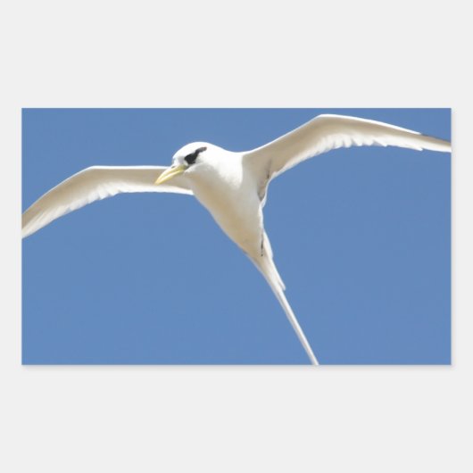 Oiseau Paille en Queue Ile Maurice 長方形シール (正面)