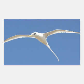 Oiseau Paille en Queue Ile Maurice 長方形シール