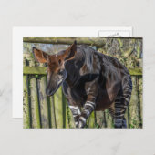 Okapiアップの閉じるビュー葉書 ポストカード (正面/裏面)