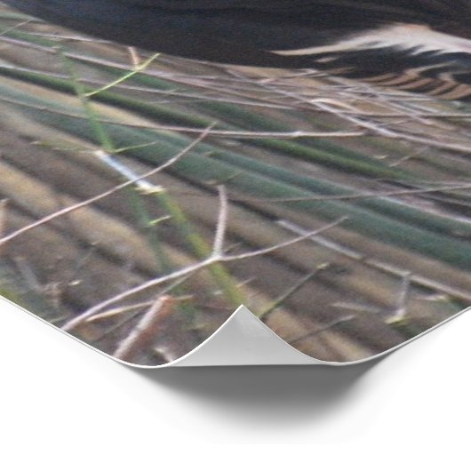 Okapiポスター ポスター (角)