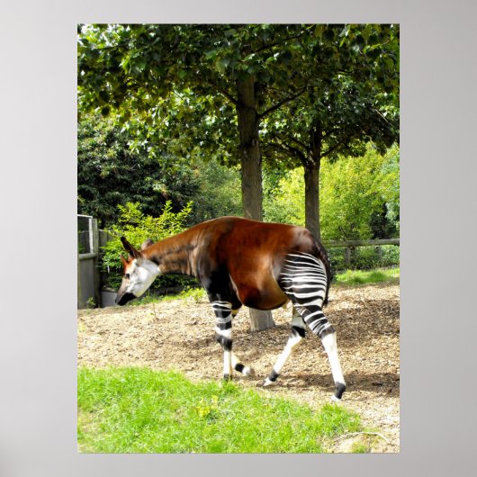 Okapi歩く 遠くに ポスター (正面)