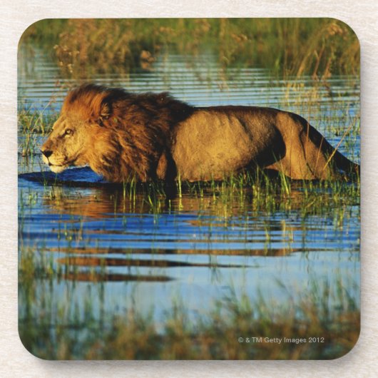 Okavangoのデルタ、ボツワナ3 コースター (正面)