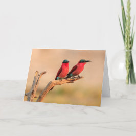 Okavangoデルタのカーミンビー食べ物 シーズンカード