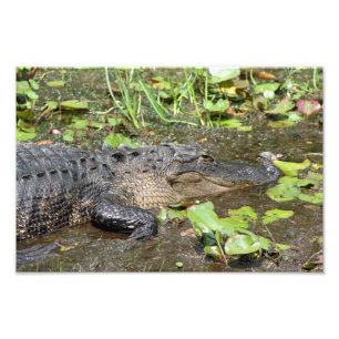 Okefenokeeの泥地公園のわに写真のプリント フォトプリント
