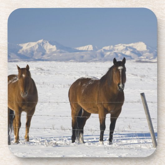 okotoks、アルバータ、カナダ コースター (正面)