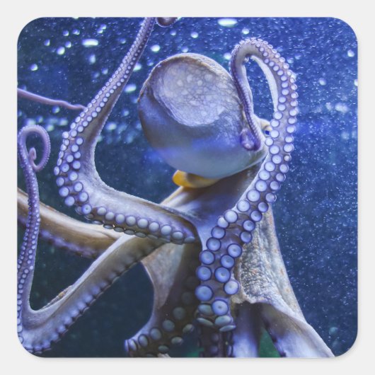 Oktopus Kraken Tintenfisch in blauen Blubberblasen スクエアシール (正面)