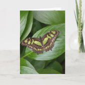 Olbrichの蝶2 カード (正面)