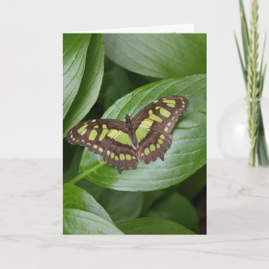 Olbrichの蝶2 カード (正面)