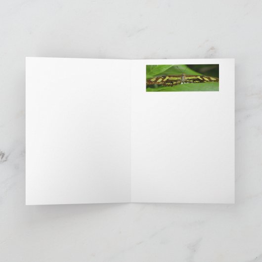 Olbrichの蝶2 カード (内部)