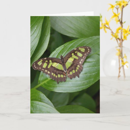 Olbrichの蝶2 カード (黄色い花)