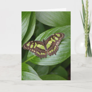 Olbrichの蝶2 カード
