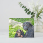 Old and Young Chimpanzee – はがき (スタンド正面)
