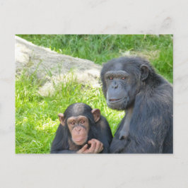 Old and Young Chimpanzee – はがき