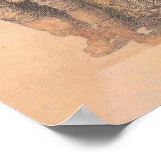 Old Cambridgeshireイギリスの地図(1843) ポスター (角)