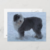 Old English Seepdog Post Card - Snow Dog! ポストカード (正面/裏面)
