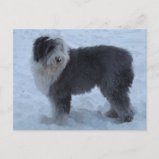 Old English Seepdog Post Card - Snow Dog! ポストカード
