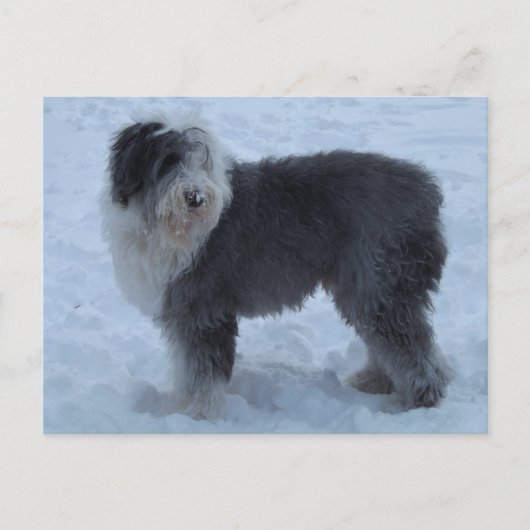 Old English Seepdog Post Card - Snow Dog! ポストカード (正面)