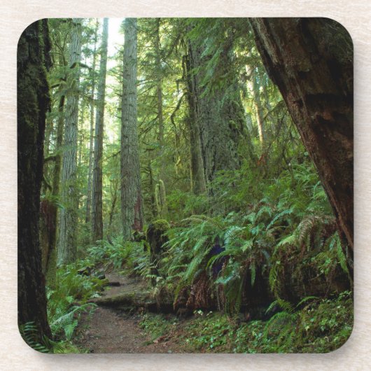 Old Growth Forest at Twanoh州パーク コースター (正面)