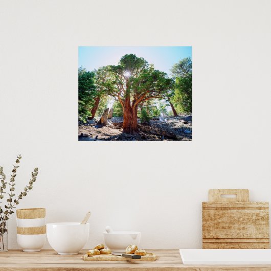 Old-growth Juniper tree in the Sierras ポスター (キッチン)