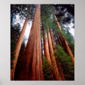 Old-growth Sequoia Redwood trees ポスター (正面)