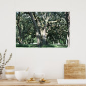 OLD LOUISIANA OAK TREE POSTER ポスター (キッチン)