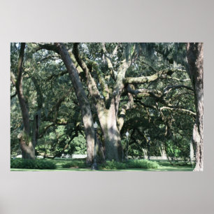 OLD LOUISIANA OAK TREE POSTER ポスター