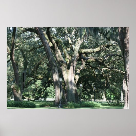 OLD LOUISIANA OAK TREE POSTER ポスター (正面)