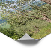 Old olive trees in a landscape in Tuscany ポスター (角)