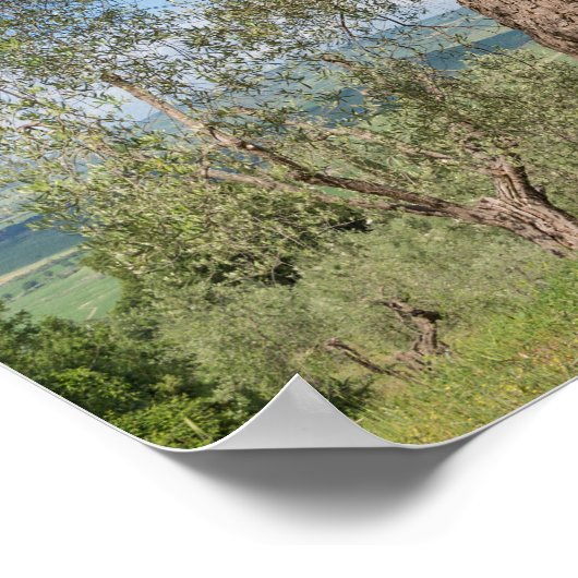 Old olive trees in a landscape in Tuscany ポスター (角)