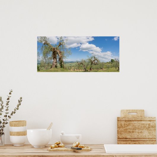 Old olive trees in a landscape in Tuscany ポスター (キッチン)