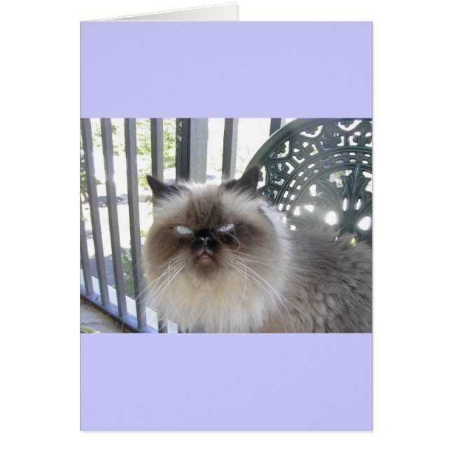 Oleの青い目 (正面)