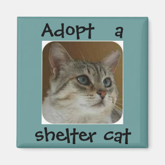 OLEブルーアイズ磁石 マグネット