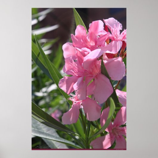 Oleander Poster -24x36 – その他のサイズ利用可能 ポスター (正面)
