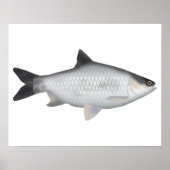 Olive Barb ポスター (正面)